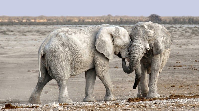Desert Safaris
