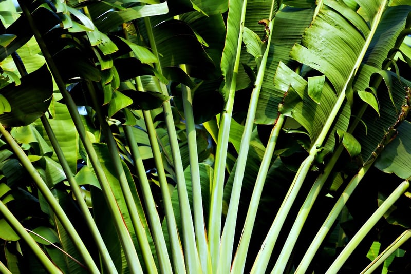Tropical Destination